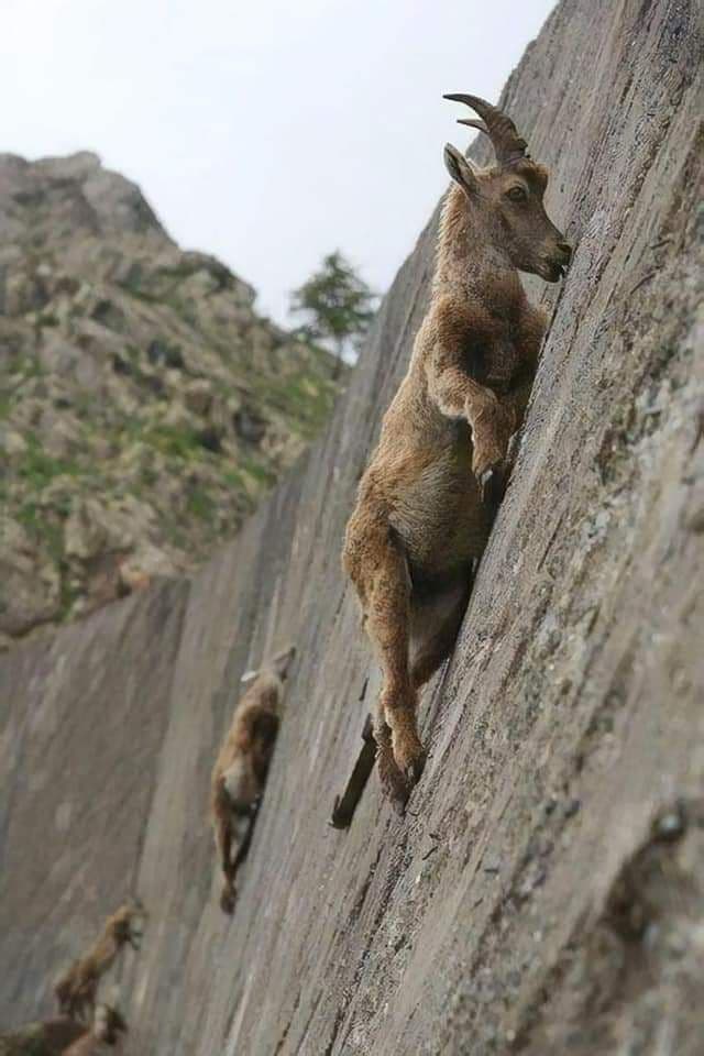 Climber