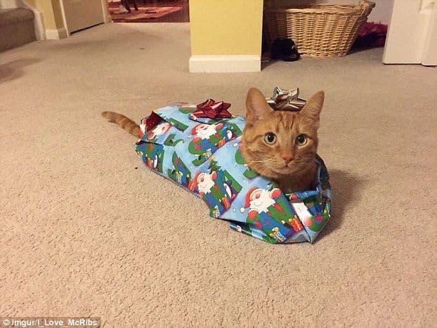 giftcat