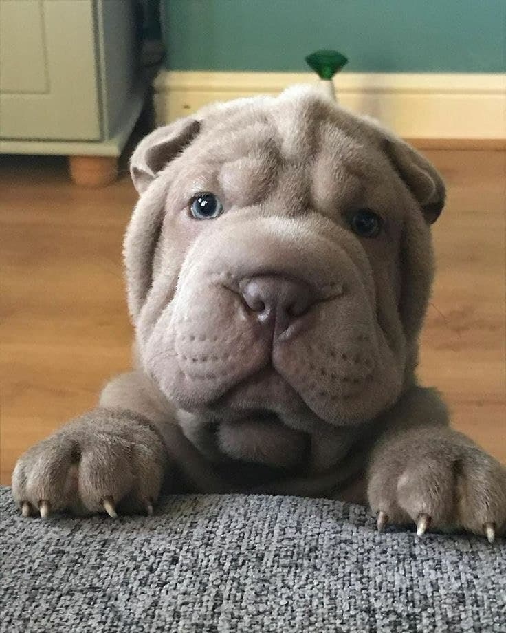 sharpei