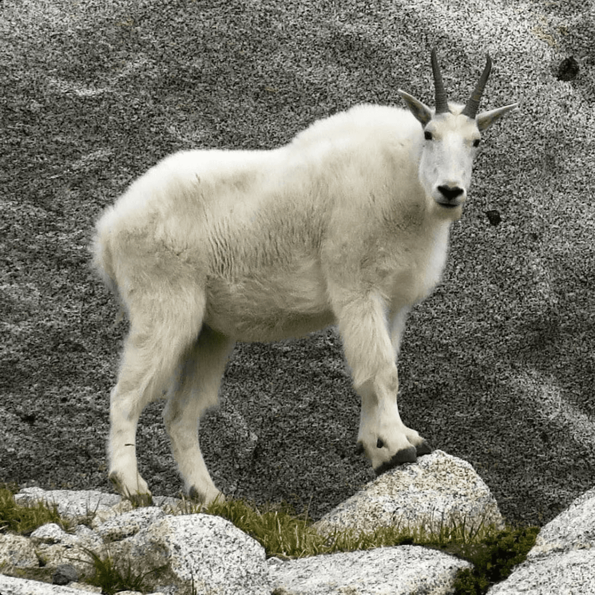 Goatye