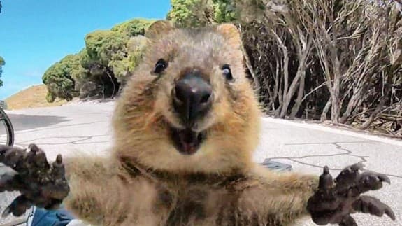 QUOKKA