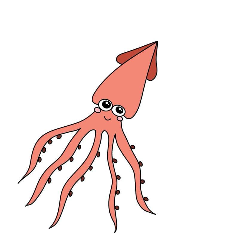 Squid